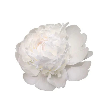 PEONY