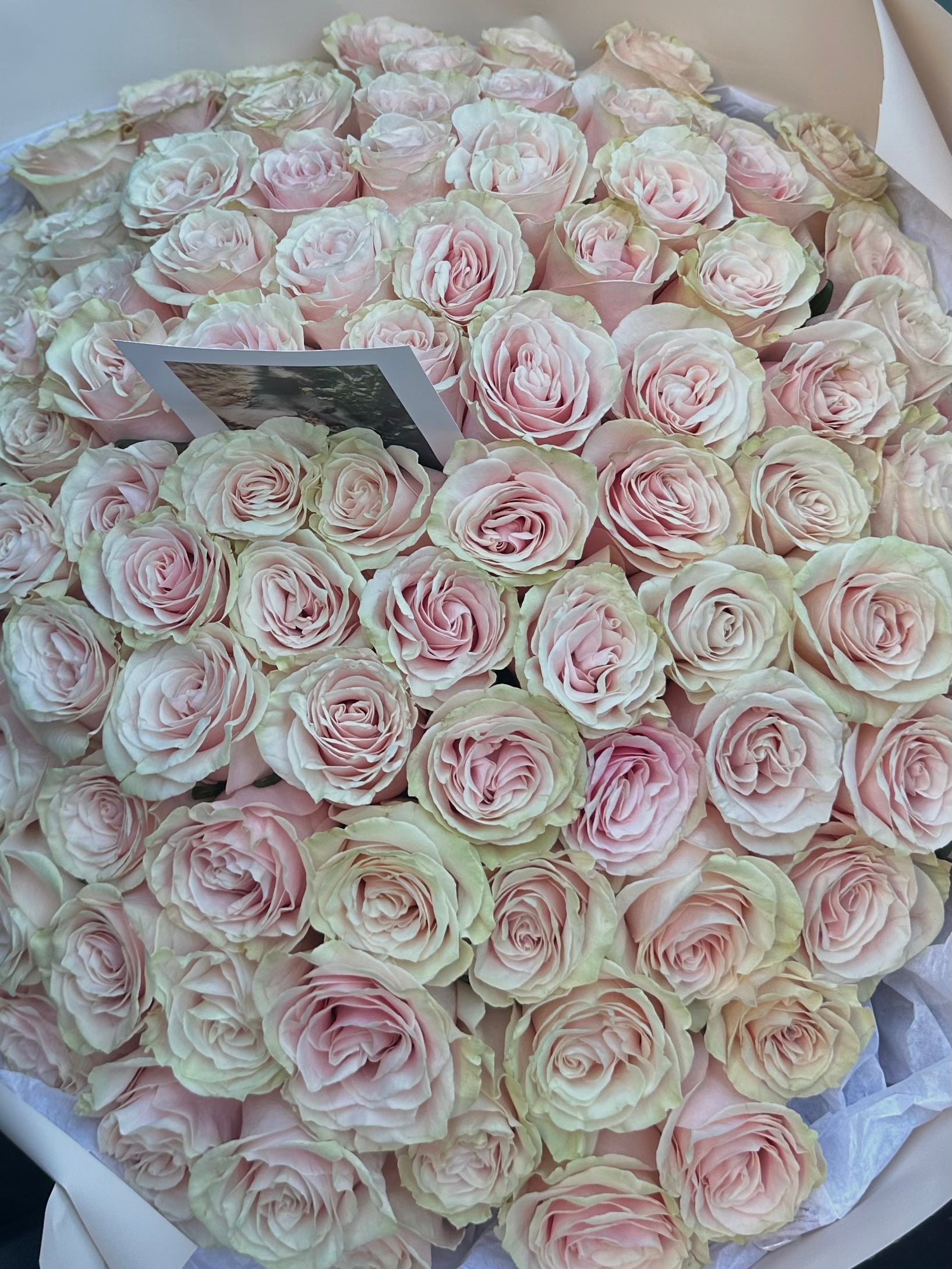 Mono bouquet of Pink Roses 100 steams