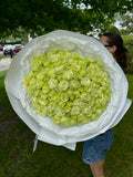 Mono bouquet of 100 Green Roses