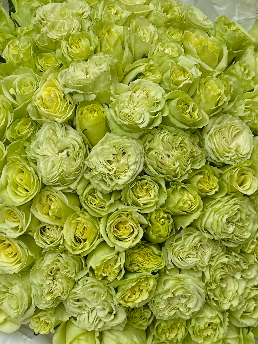 Mono bouquet of 100 Green Roses