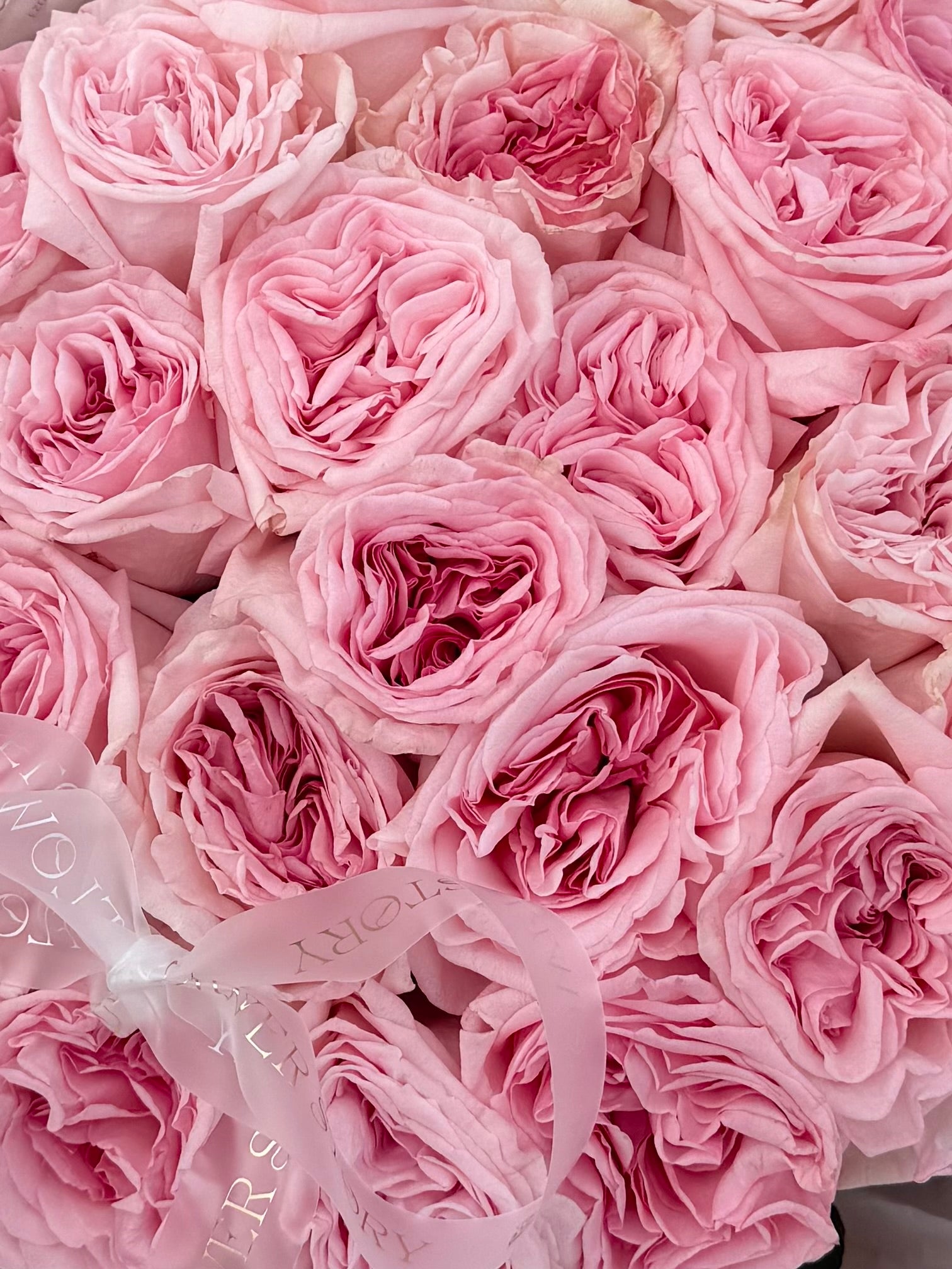 Pink O’Hara rose mono bouquet