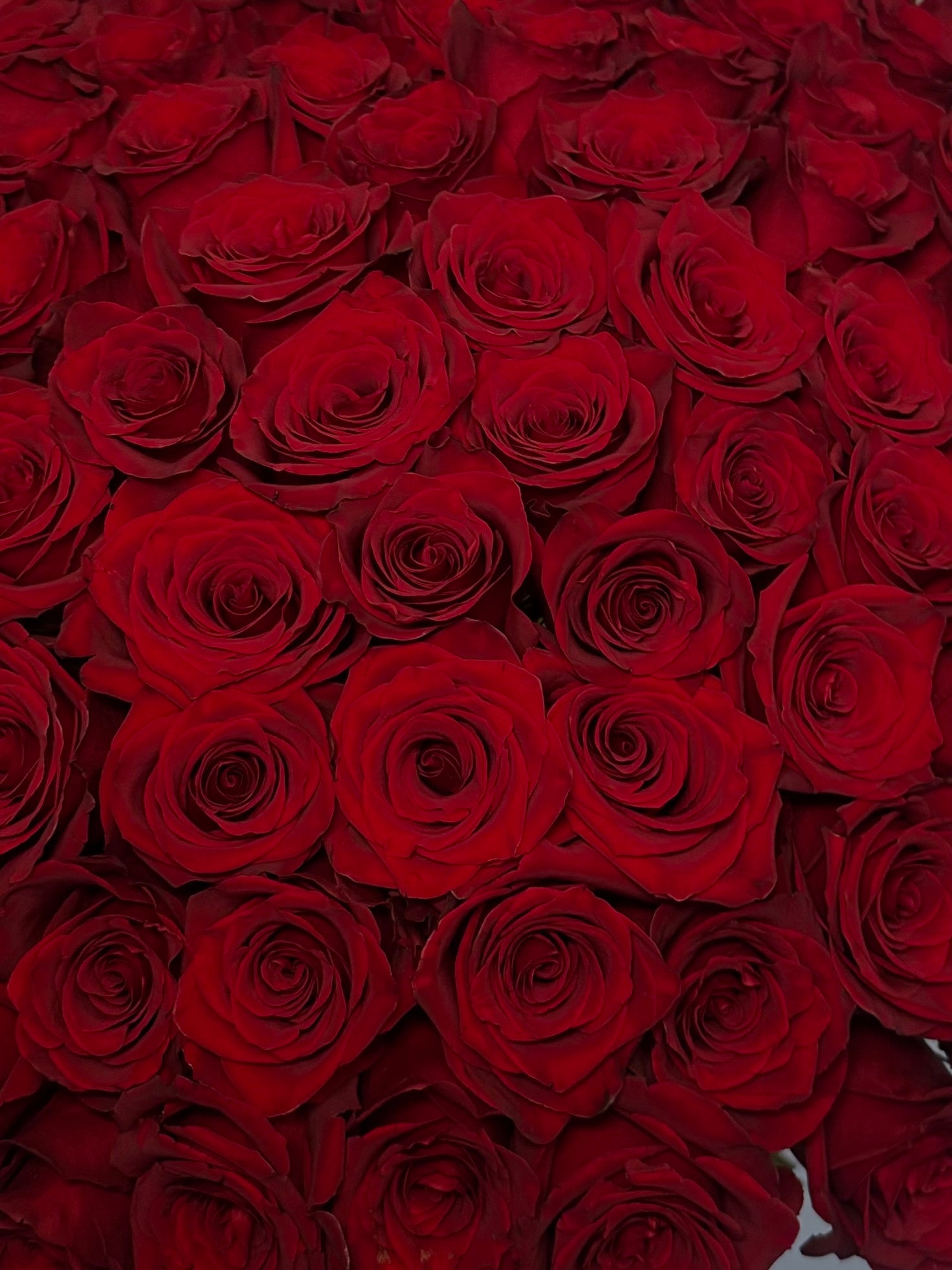 Mono bouquet of 100 red roses