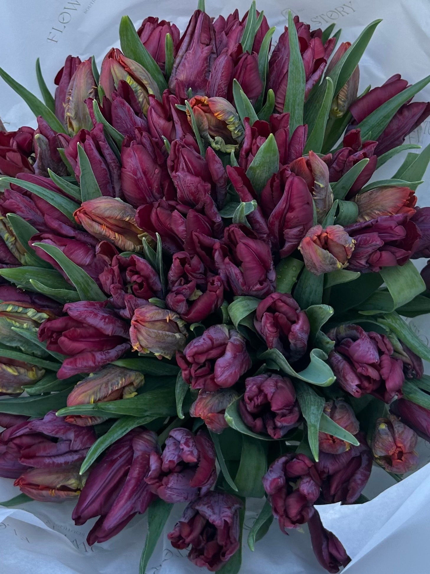 Elegant mono bouquet of deep purple tulips