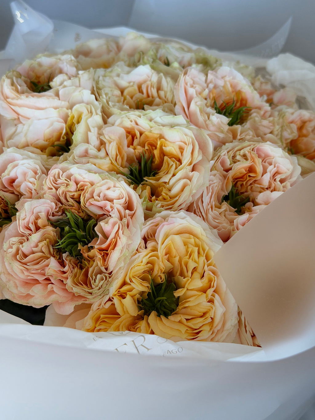 Mono bouquet of 25 Melon Xpressions roses