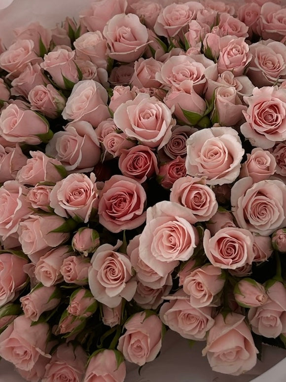 Mono bouquet of 50 pink spray roses