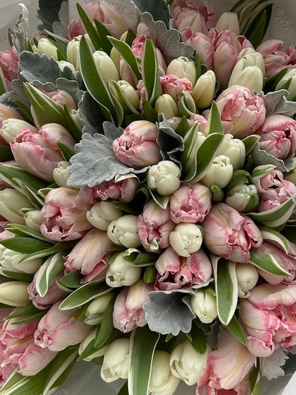 Mono bouquet of 100 white & pastel pink tulips